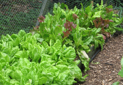 Garden_lettuce