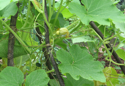 Garden_squash