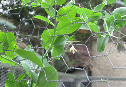 Garden_wire