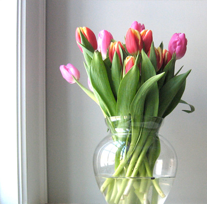 Tulips_1