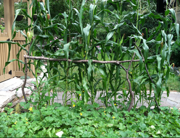 Corn_trellis_back