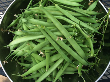 Greenbean_Haul