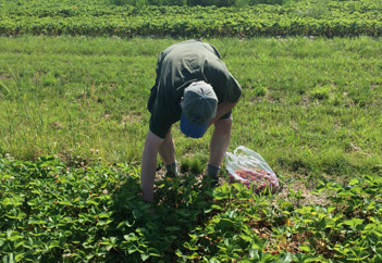 Pick_Strawberries