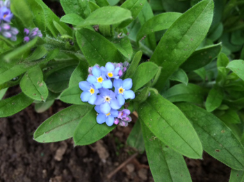 April_Forget-Me-Nots