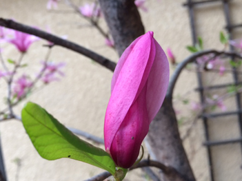 April_Magnolia_bud